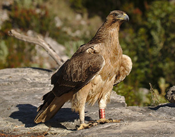 Àguila de Bonelli a 