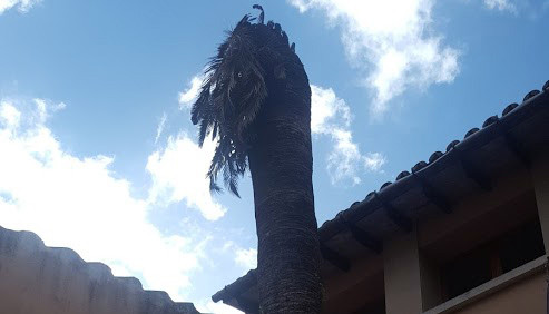 Es talarà un dels fassers de l'ajuntament