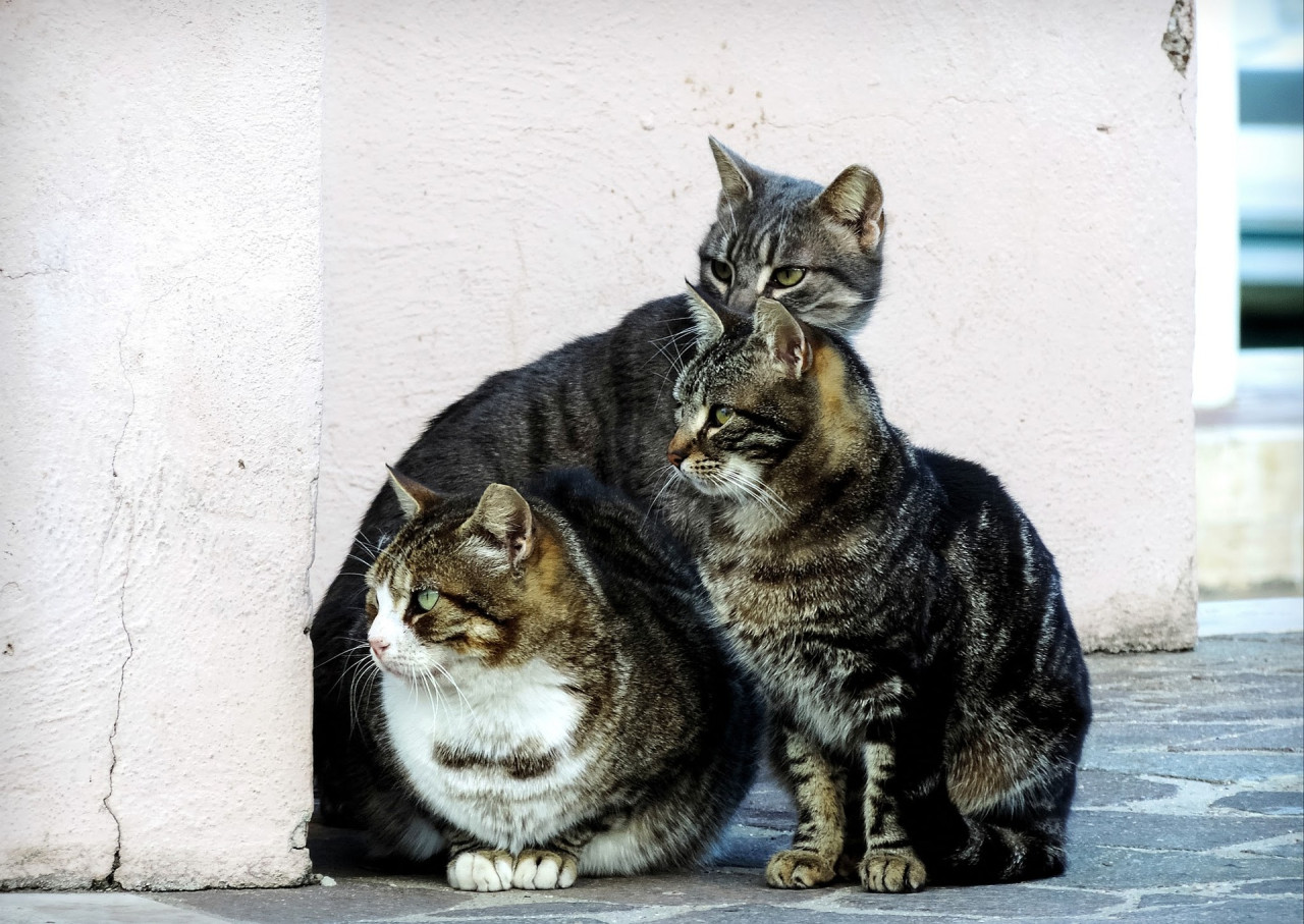 colònia felina