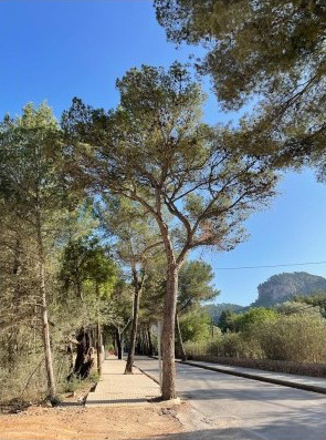 pins passeig 
