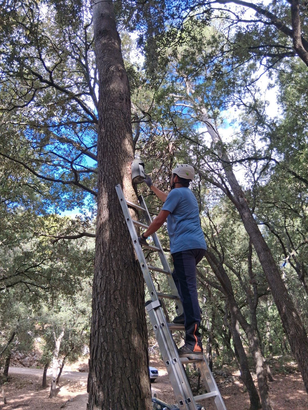 Revisió i seguiment de les caixes refugi per a ratapinyades a la Comuna de Bunyola.
