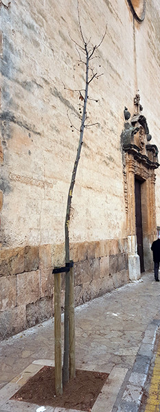 Un arbre nou davant l'església