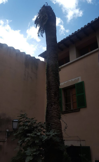 Es talarà un dels fassers de l'ajuntament