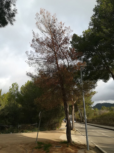 Treballs de poda al cementiri