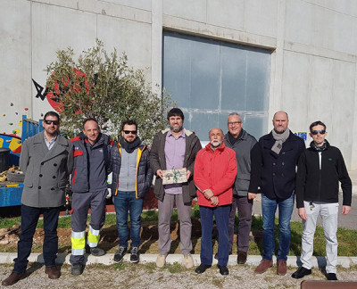 Una olivera al Poliesportiu