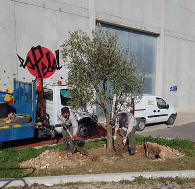Una olivera al Poliesportiu