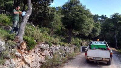 Pla d'acció a sa Comuna contra el banyarriquer
