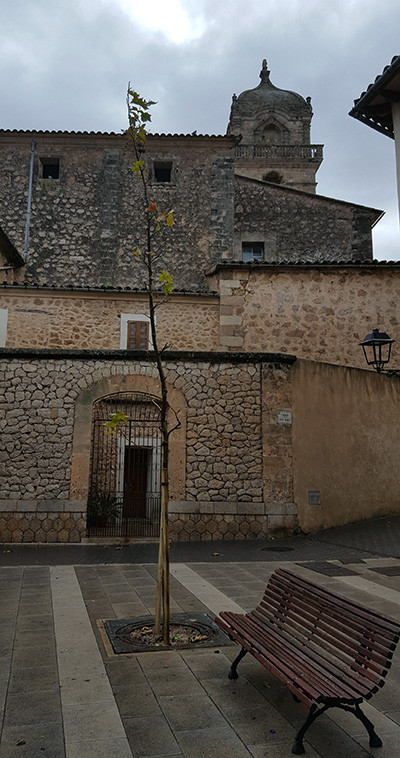S'ha replantat l'arbre de la plaça