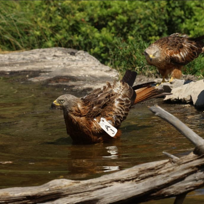 Bunyola 
