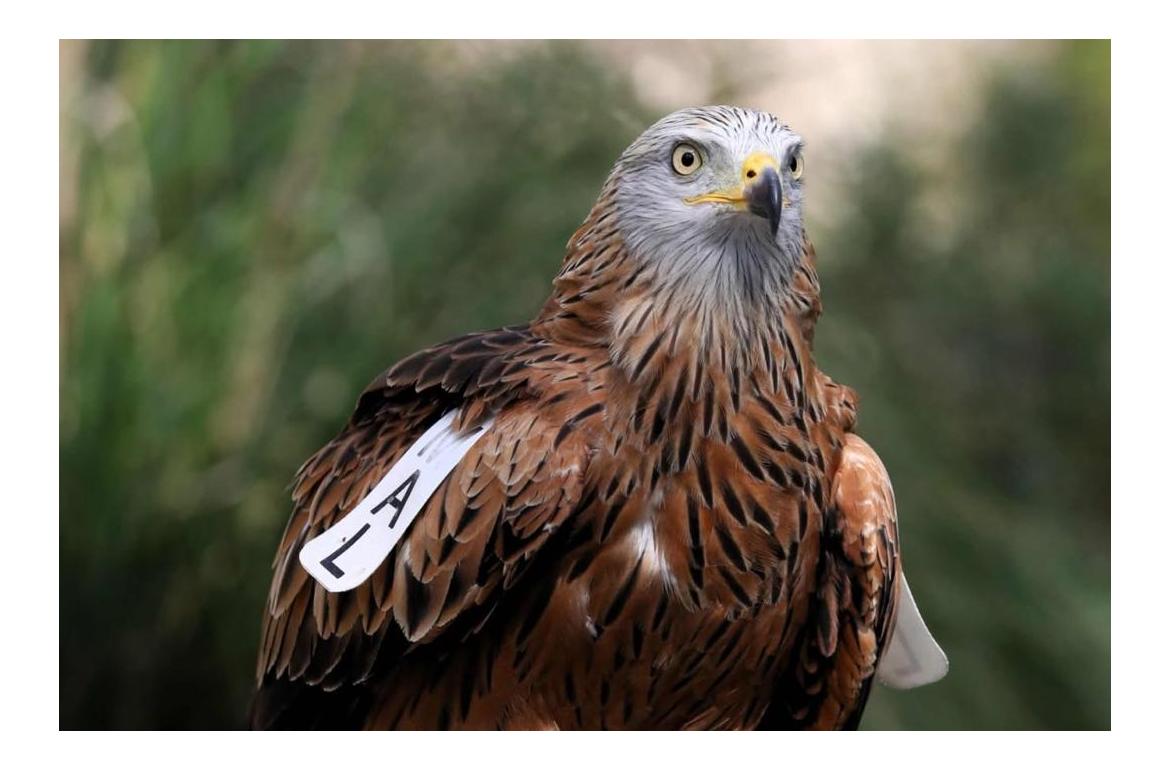 milanes a Sa Comuna de Bunyola