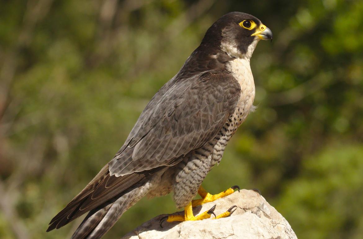 El descans del falcó - AJUNTAMENT BUNYOLA
