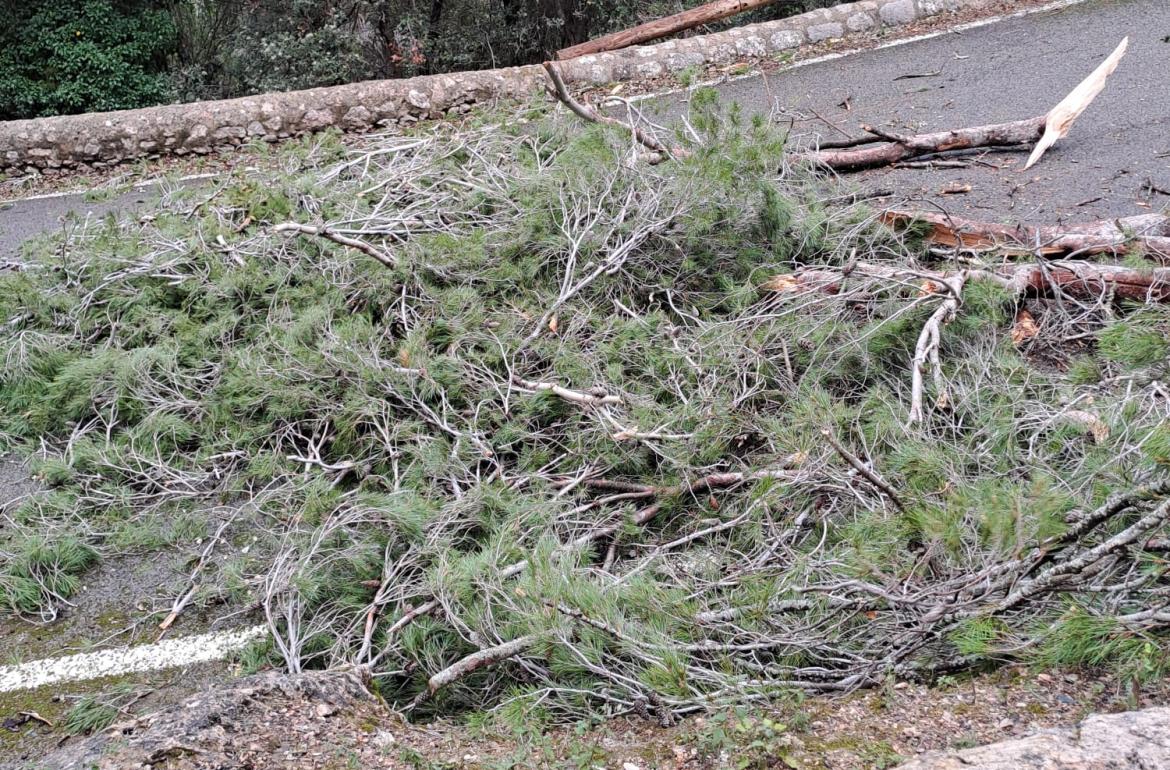 EFECTES DEL VENT, PROTECCIÓ CIVIL - AJUNTAMENT BUNYOLA