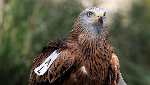 milanes a Sa Comuna de Bunyola