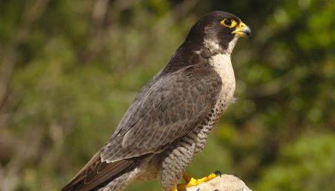 El descans del falcó - AJUNTAMENT BUNYOLA