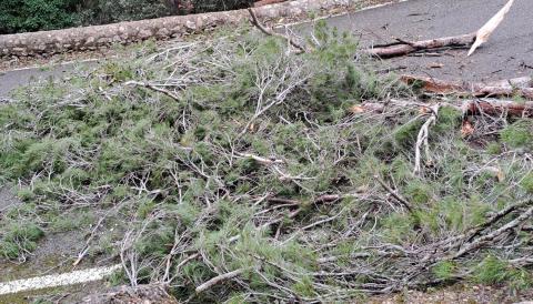 EFECTES DEL VENT, PROTECCIÓ CIVIL - AJUNTAMENT BUNYOLA